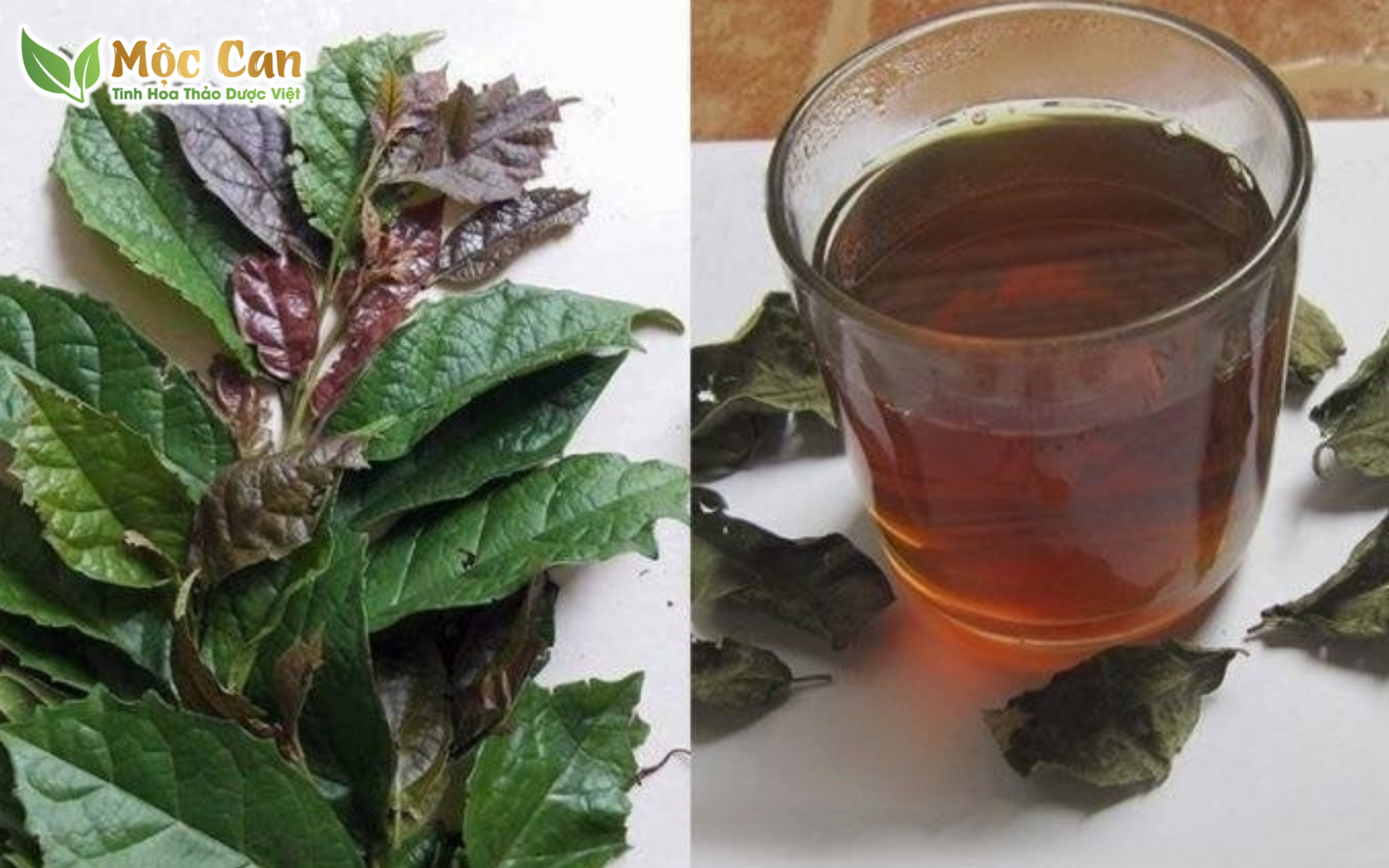 CÓ NÊN UỐNG NƯỚC XẠ ĐEN HẰNG NGÀY? 2